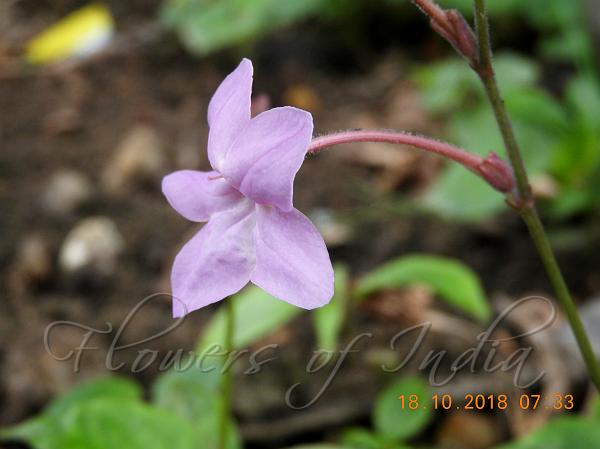 East-Himalayan Bell-Bush